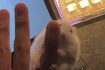 This Hamster Has No Idea What’s Happening – And I Can’t Stop Laughing