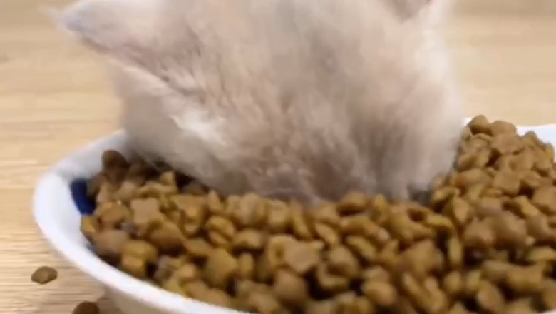 Cat Achieves 100% Immersion — Blurs the Line Between Cat and Box