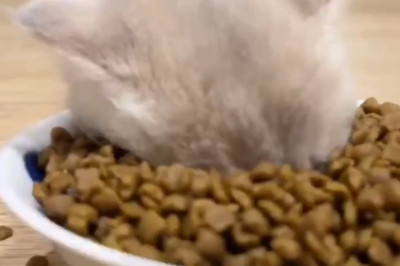 Cat Achieves 100% Immersion — Blurs the Line Between Cat and Box