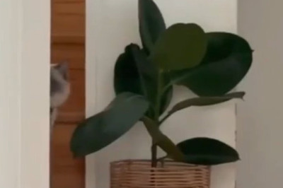 Cat Hears "Don't Touch the Plants," Immediately Touches the Plants