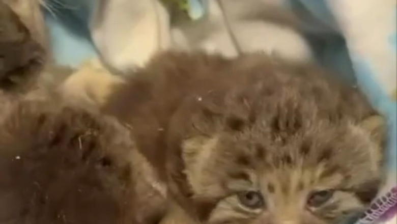 Pallas's Cat Cubs Finally Open Their Eyes—And Immediately Regret It