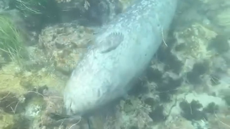 Seals Are Just Water Logs (And We're All Living Wrong)