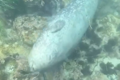 Seals Are Just Water Logs (And We're All Living Wrong)