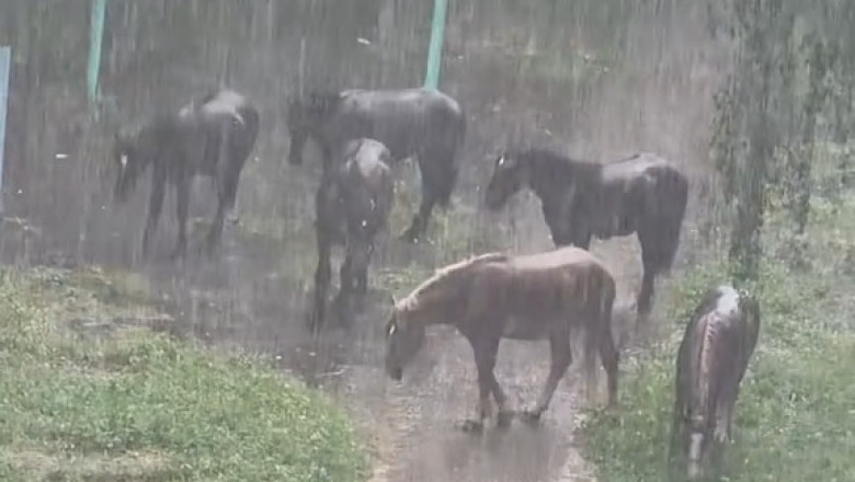 Wild Horses in the Rain: The Most Dramatic Weather Report Ever