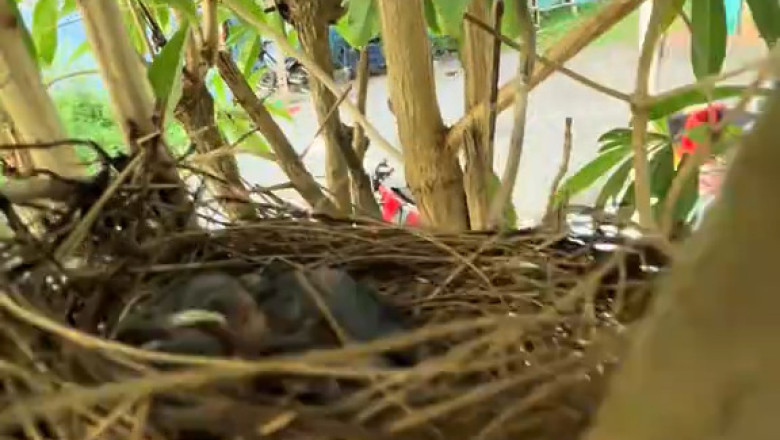 I Found a Bird's Nest in My Backyard – What Was Inside Changed Everything
