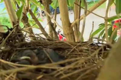 I Found a Bird's Nest in My Backyard – What Was Inside Changed Everything
