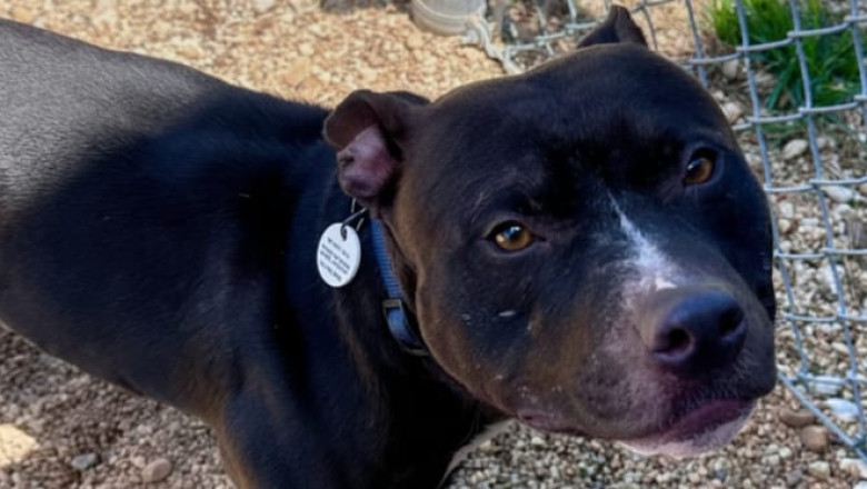 A Cruel Text Message Shattered This Shelter Dog’s Hope — Then a Viral Video Changed Everything