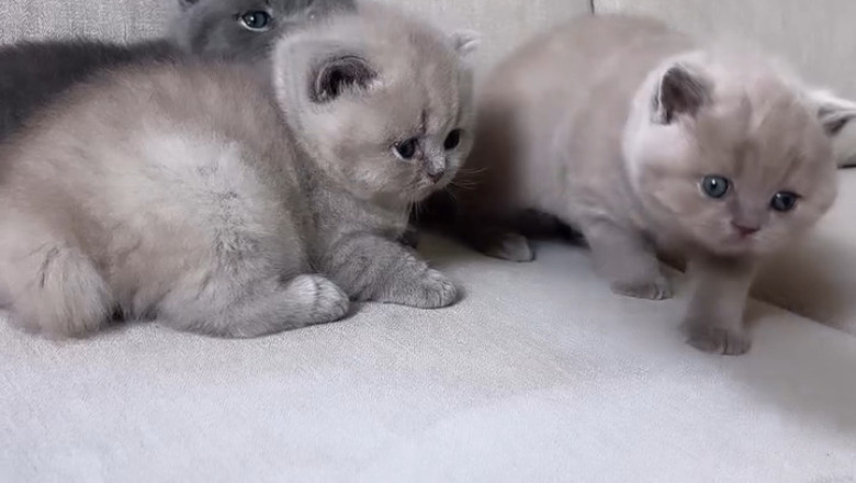 A Gray Cat’s Miracle: The Day She Trusted Us With Her Kittens