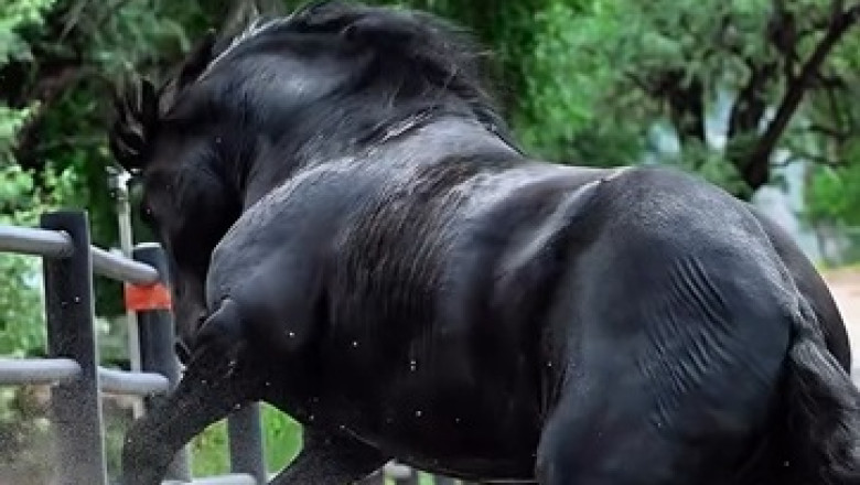 Black Horse Power: The Untamed Spirit That Saved a Family