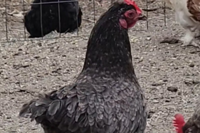 The Chicken Who Forgot How to Chicken: A Feathered Comedy