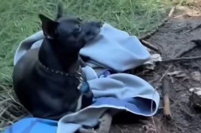 YouTuber Uses Camera Tripod as Leash to Rescue Lost Dog on Oregon Hike
