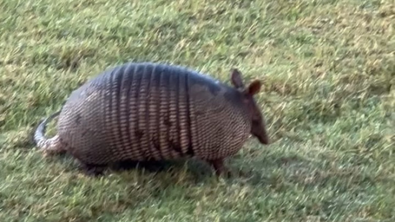 A Mother Armadillo’s Journey: Raising Young in the Wild
