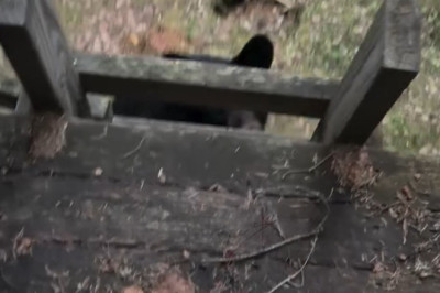 The Bear Who Checked In: A Cabin Intruder’s Surprising Visit