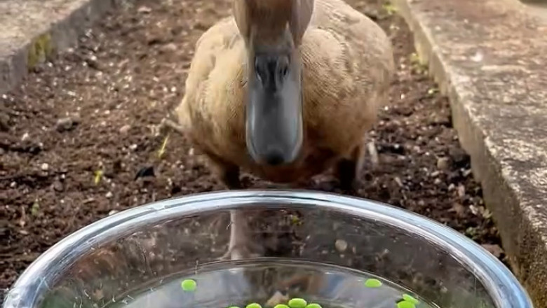 The Duck Who Demanded a Gourmet Grain Dinner