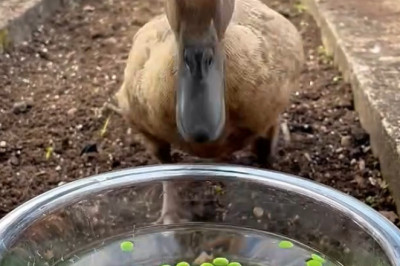 The Duck Who Demanded a Gourmet Grain Dinner