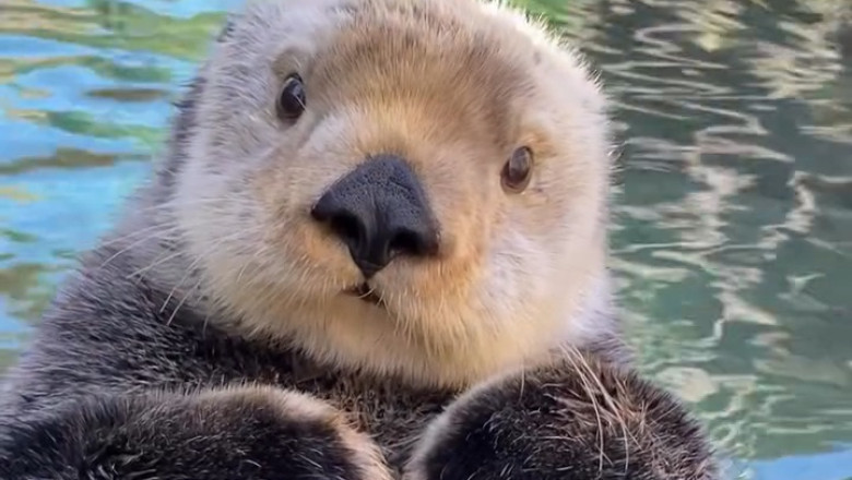 The Sea Otter Who Learned to Swim Again
