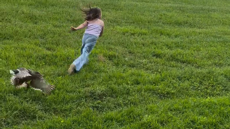 A Mother Duck’s Fear – Why She Chased That Child
