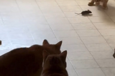 Brave Heart – A Mouse That Dared to Stand Near a Pack of Cats