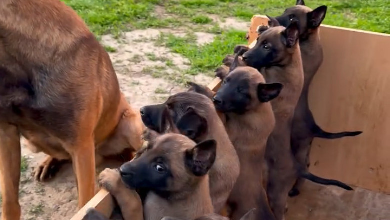 Safe in Mom’s Shadow – A Puppy’s First Lesson in Trust