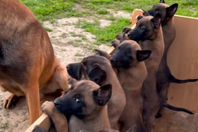 Safe in Mom’s Shadow – A Puppy’s First Lesson in Trust