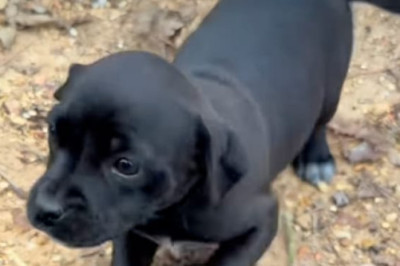 A Detour Into Destiny: Alabama Motorist Rescues Seven Abandoned Puppies on Way to Rescue Training