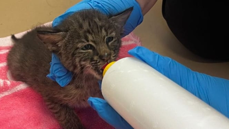 Not a Cat: Florida Firefighters Rescue 'Kitten' from Brush Fire, Discover It's a Baby Lynx