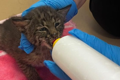 Not a Cat: Florida Firefighters Rescue 'Kitten' from Brush Fire, Discover It's a Baby Lynx