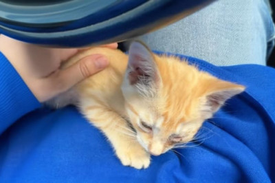 Rare Genetic Surprise: Woman Rescues Ginger Kitten, Discovers She's a One-in-Five Female