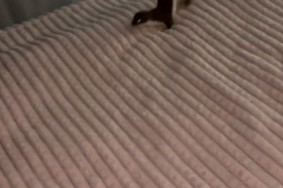A Small Mongoose in a Bedroom: Unexpected Houseguest Chaos!