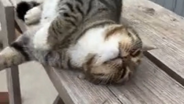 Cat Sleep is a Good Thing! (Until You Need to Move)