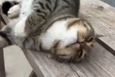 Cat Sleep is a Good Thing! (Until You Need to Move)