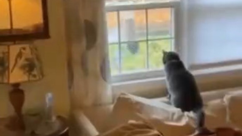 Cat vs. Squirrel: The Circle of Confusion 🐱🌀🐿️ (Garden Standoff)