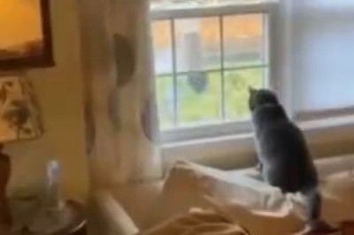 Cat vs. Squirrel: The Circle of Confusion 🐱🌀🐿️ (Garden Standoff)
