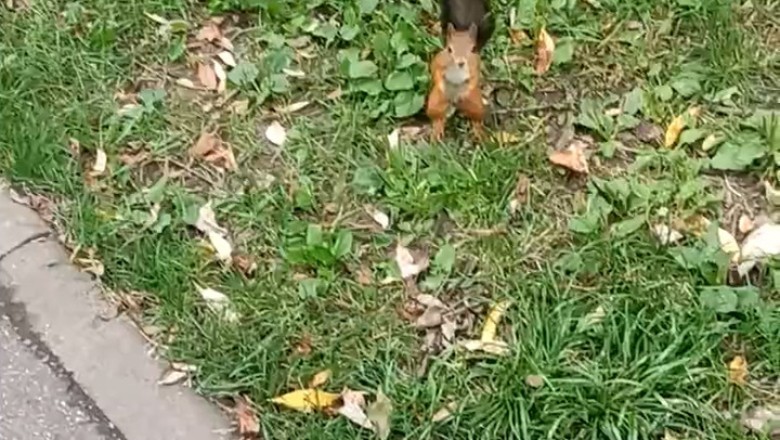 Squirrel in a Garden: Hilarious Acrobatics &amp; Nut-Hiding Fails