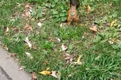 Squirrel in a Garden: Hilarious Acrobatics & Nut-Hiding Fails
