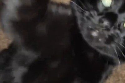 This Cat Will DELETE Your Phone If You Photograph Him 😼📸