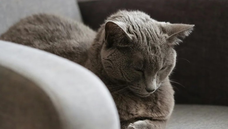 To Shave or Not to Shave a Cat? Expert Veterinarian Advice on Cat Grooming, Mats &amp; Shedding