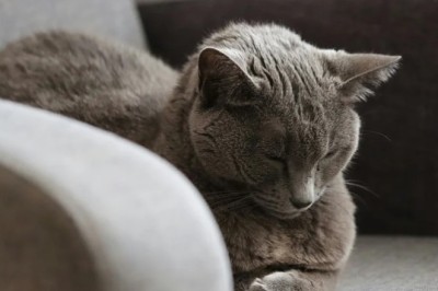To Shave or Not to Shave a Cat? Expert Veterinarian Advice on Cat Grooming, Mats & Shedding