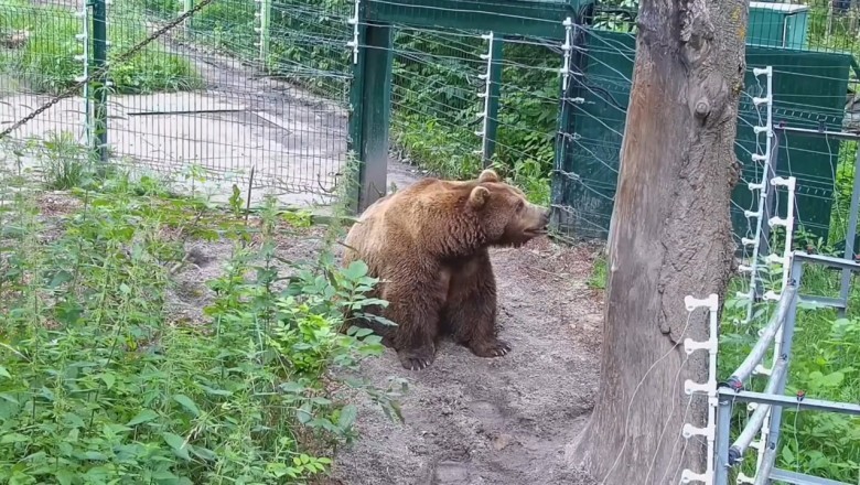 Bear Tries to Act Tough – Forgets He's in a Zoo With an Audience
