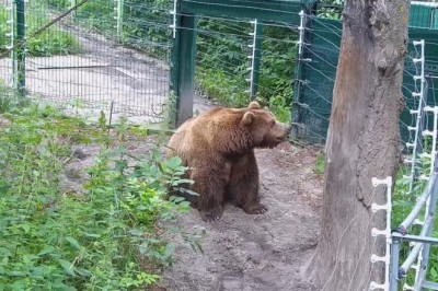 Bear Tries to Act Tough – Forgets He's in a Zoo With an Audience