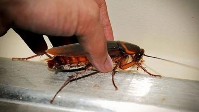 The Great Cockroach Mystery: Why They Vanished in the 2000s and Are Now Quietly Returning
