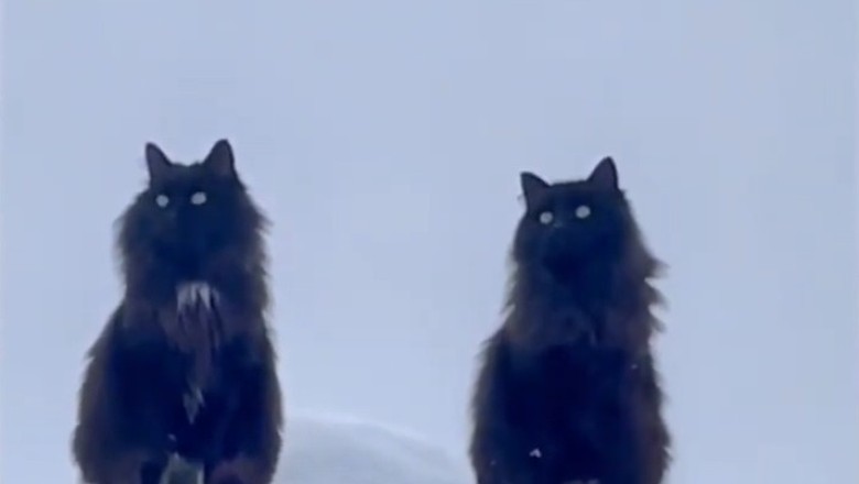 The Ultimate Cat vs. Dog Standoff – Nobody Wins, Everyone Laughs