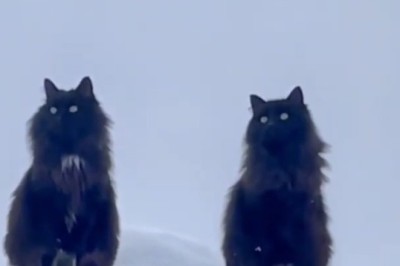 The Ultimate Cat vs. Dog Standoff – Nobody Wins, Everyone Laughs