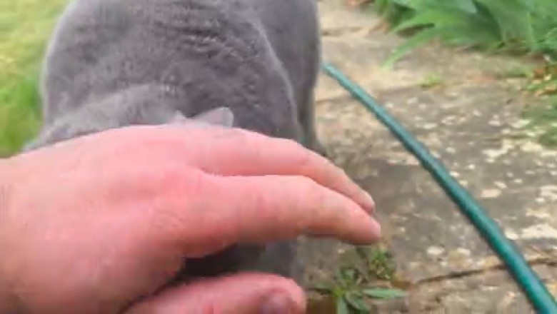 This Cute Cat Tried to Be Sneaky – Epic Fail