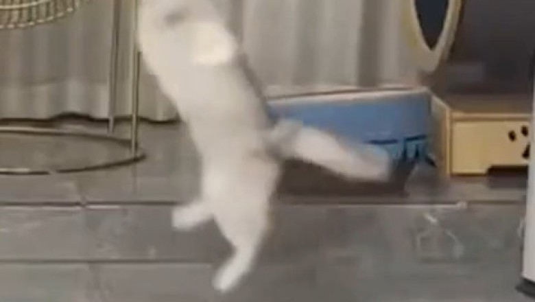 This Pet Just Realized It’s Being Recorded – You Won’t Believe What Happens Next