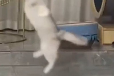 This Pet Just Realized It’s Being Recorded – You Won’t Believe What Happens Next