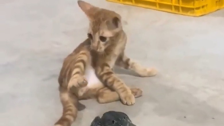 Cat Meets Frog – The Dramatic Showdown You Didn’t Know You Needed