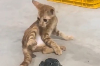 Cat Meets Frog – The Dramatic Showdown You Didn’t Know You Needed
