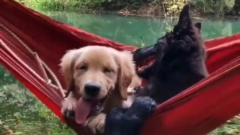 Two Dogs Rolling Like Grandpas After Sunday Lunch