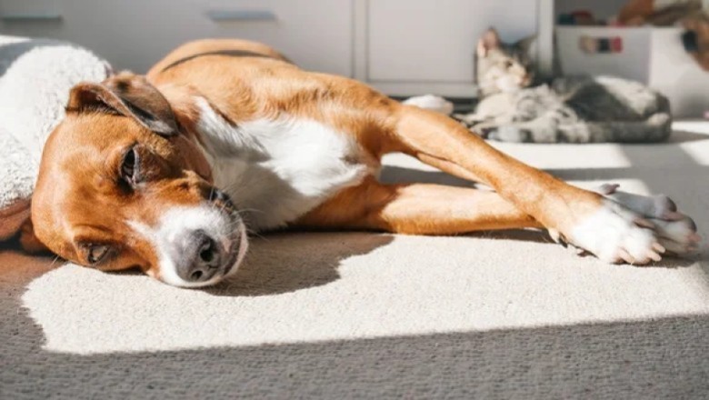 Scorching Heat Can Kill Your Pet — Here’s How to Save Them
